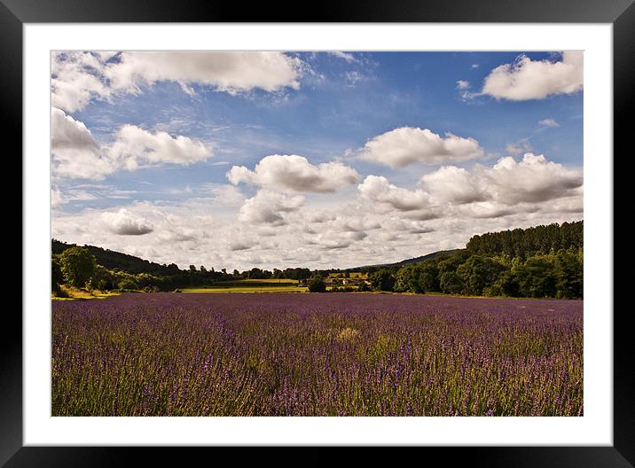 Kent Lavender Fields Framed Mounted Print by Dawn Cox