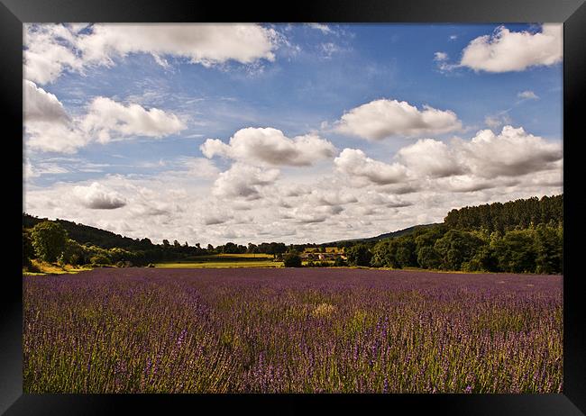 Kent Lavender Fields Framed Print by Dawn Cox