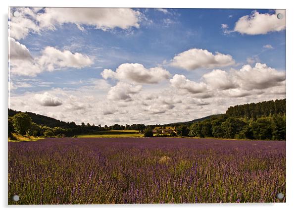 Kent Lavender Fields Acrylic by Dawn Cox