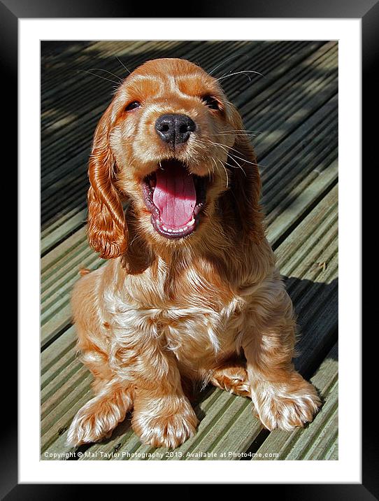 WHATS FUNNY? Framed Mounted Print by Mal Taylor Photography