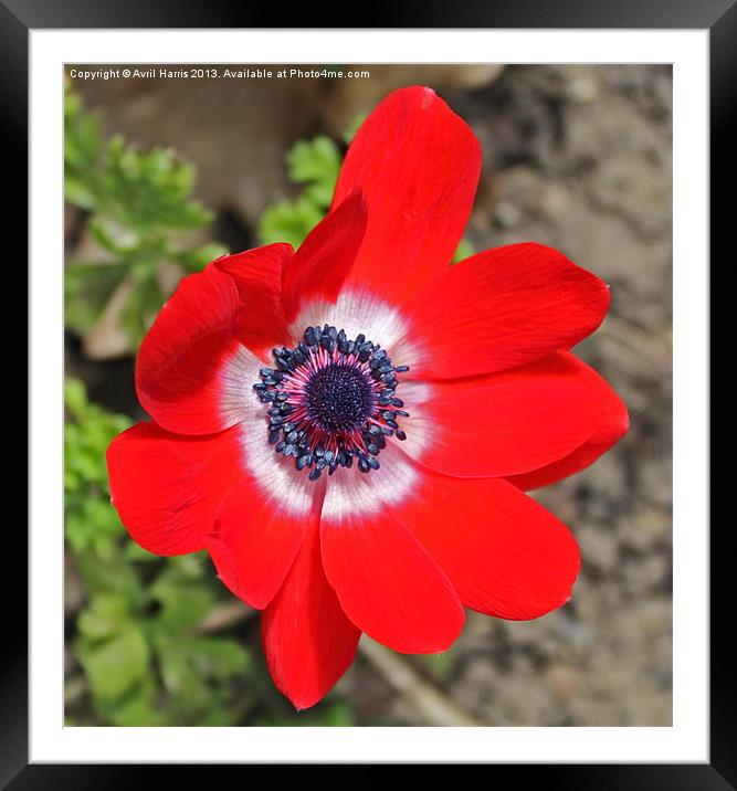 Vivid Red Anemone flower Framed Mounted Print by Avril Harris