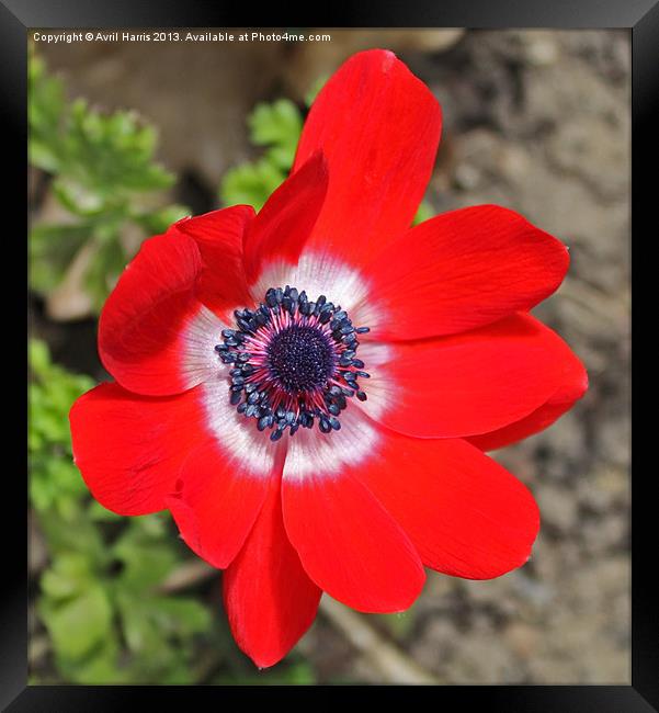 Vivid Red Anemone flower Framed Print by Avril Harris