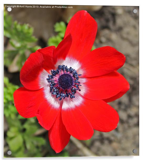 Vivid Red Anemone flower Acrylic by Avril Harris