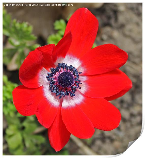 Vivid Red Anemone flower Print by Avril Harris