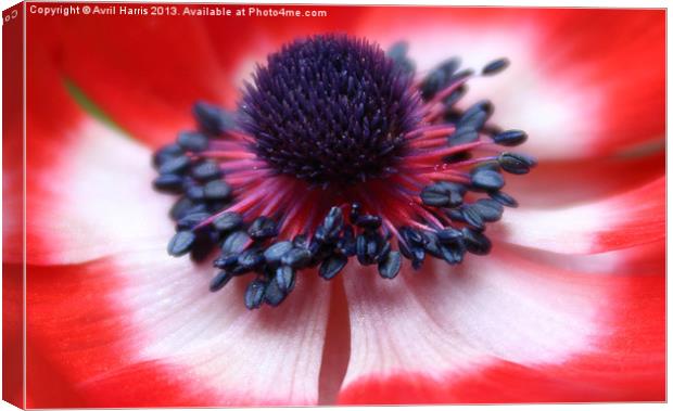 Anemone centre Canvas Print by Avril Harris
