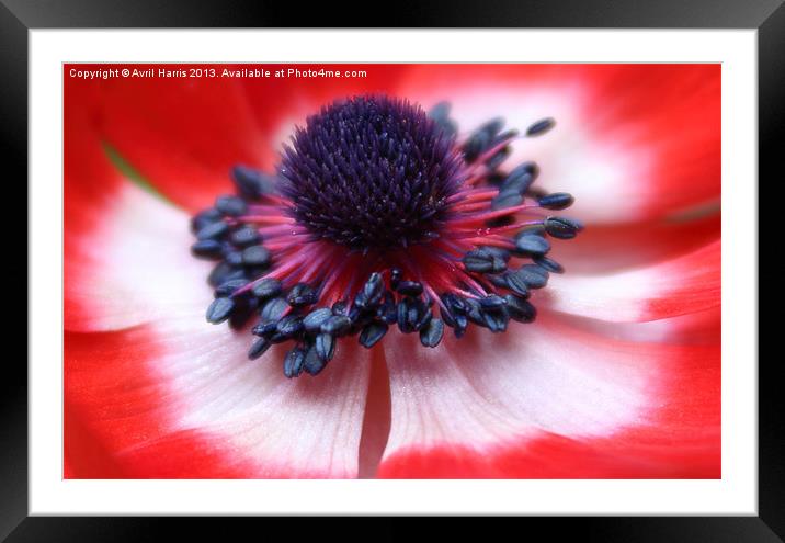 Anemone centre Framed Mounted Print by Avril Harris