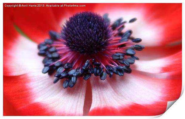 Anemone centre Print by Avril Harris