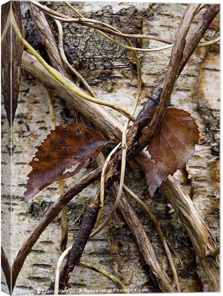 Silver Birch (Betula Pendula), Norfolk, UK Canvas Print by Liam Grant
