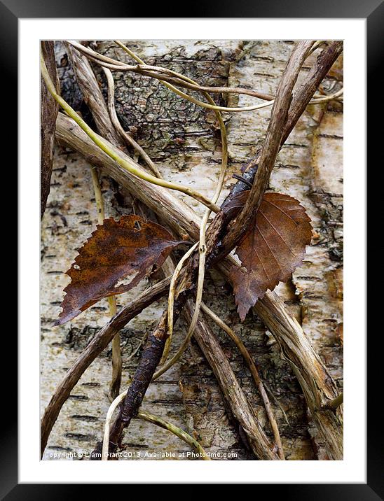 Silver Birch (Betula Pendula), Norfolk, UK Framed Mounted Print by Liam Grant