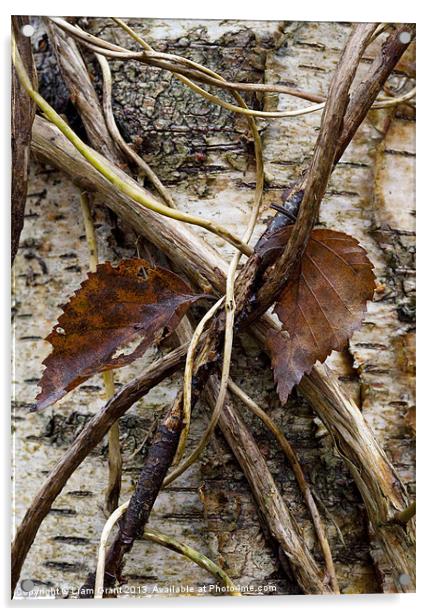 Silver Birch (Betula Pendula), Norfolk, UK Acrylic by Liam Grant