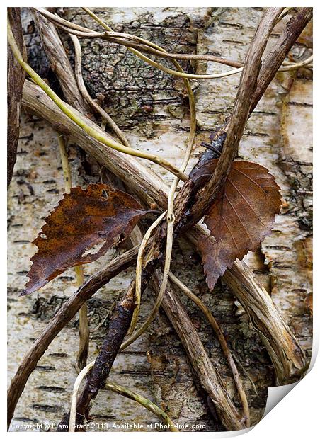 Silver Birch (Betula Pendula), Norfolk, UK Print by Liam Grant