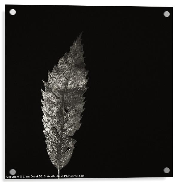 Sweet Chestnut leaf (Castanea sativa) Acrylic by Liam Grant