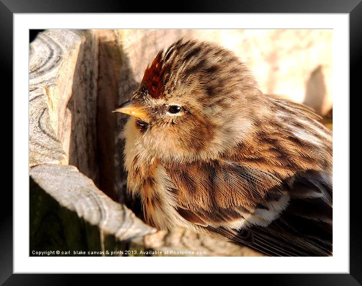 redpole chick Framed Mounted Print by carl blake