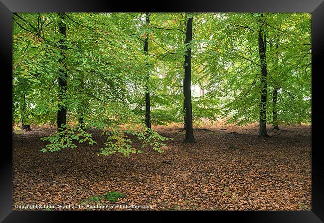 Beech trees (Fagus sylvatica), Norfolk, UK in Autu Framed Print by Liam Grant
