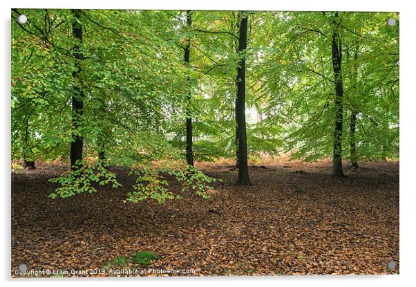 Beech trees (Fagus sylvatica), Norfolk, UK in Autu Acrylic by Liam Grant