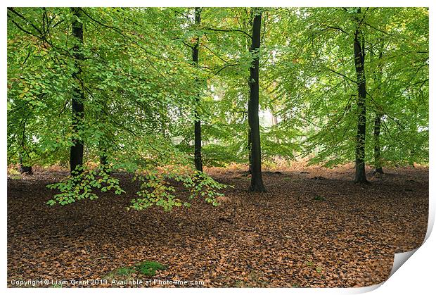 Beech trees (Fagus sylvatica), Norfolk, UK in Autu Print by Liam Grant