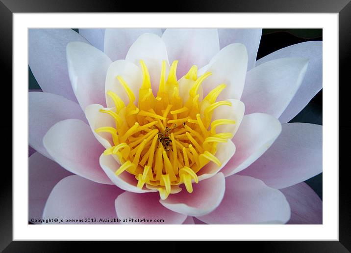 water lily Framed Mounted Print by Jo Beerens
