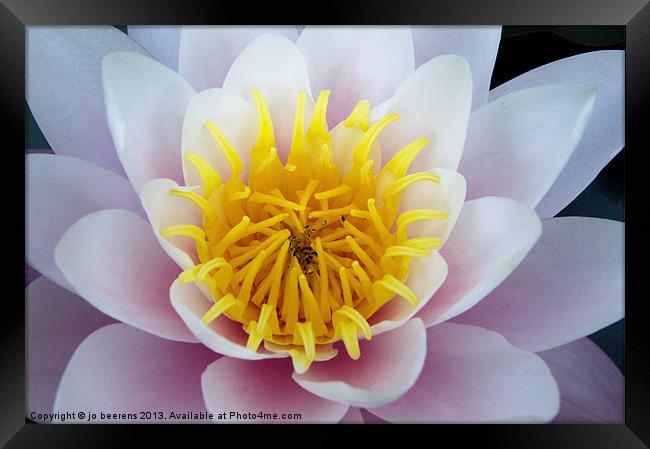 water lily Framed Print by Jo Beerens