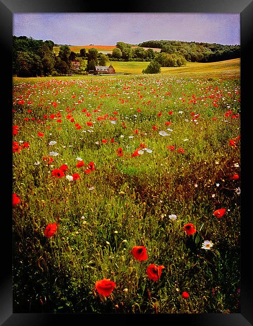 Poppy Valley in Kent Framed Print by Robert  Radford