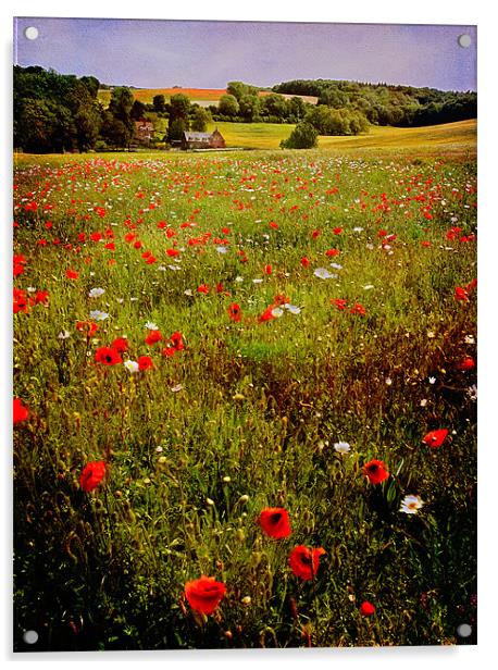 Poppy Valley in Kent Acrylic by Robert  Radford