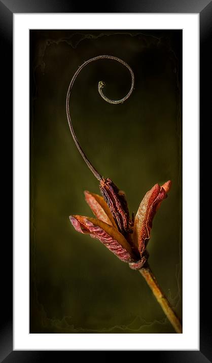 Azalea Seed Framed Mounted Print by nick coombs