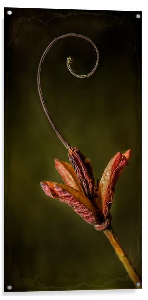 Azalea Seed Acrylic by nick coombs