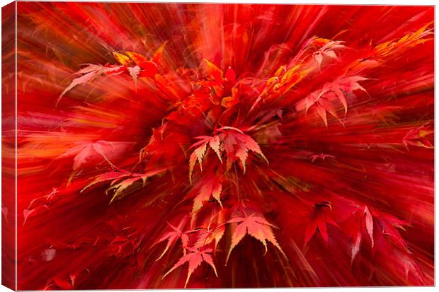 Autumn Zoom Canvas Print by nick coombs