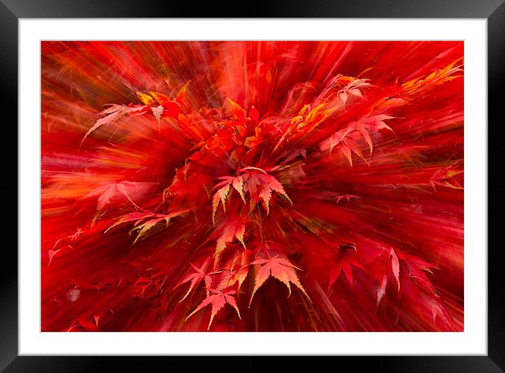 Autumn Zoom Framed Mounted Print by nick coombs