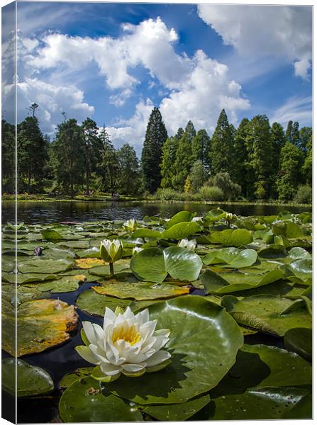 Lilly on the Lake Canvas Print by nick coombs