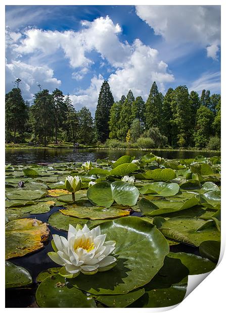 Lilly on the Lake Print by nick coombs