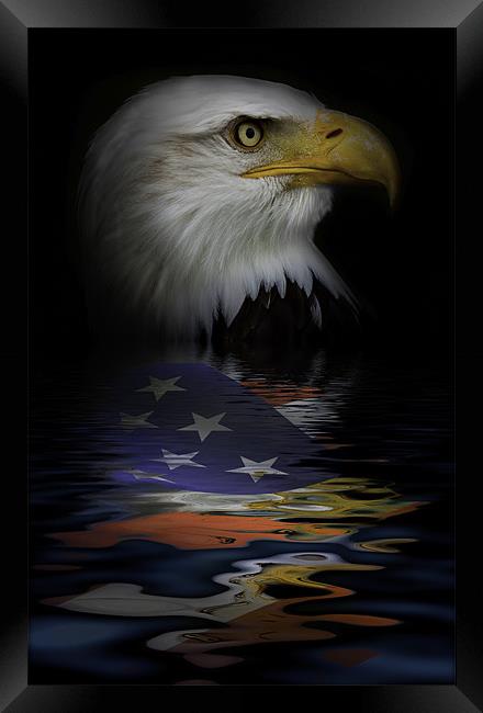 American Bald Eagle Framed Print by Dean Messenger