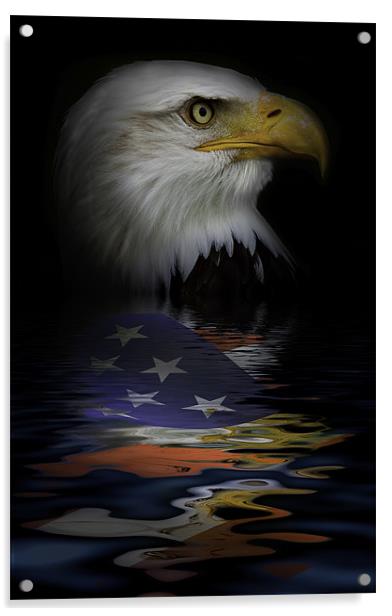 American Bald Eagle Acrylic by Dean Messenger