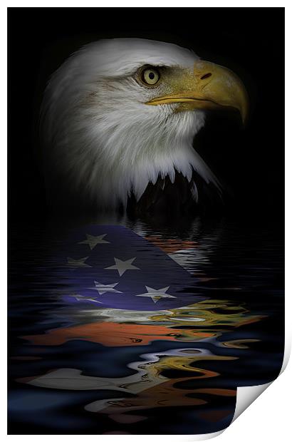 American Bald Eagle Print by Dean Messenger