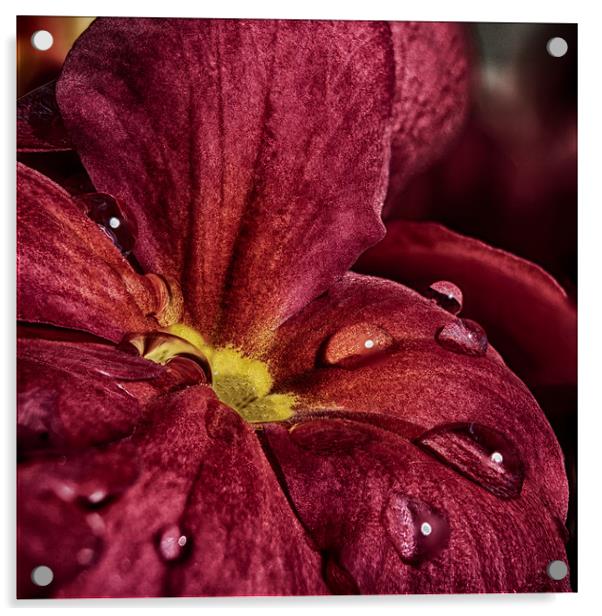 Processed Primula Acrylic by Nigel Jones