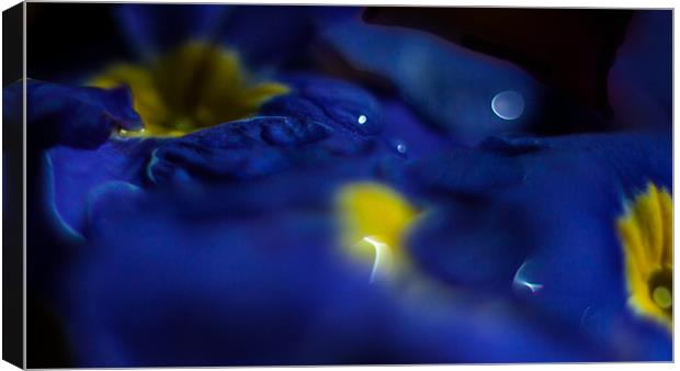 Blue Primula Bokeh Canvas Print by Nigel Jones
