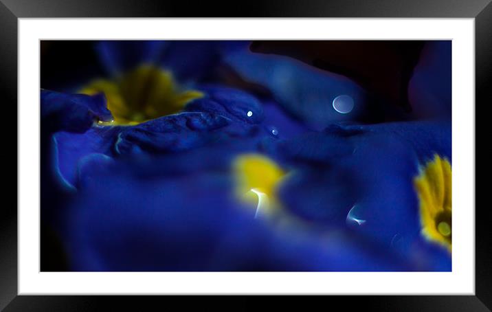 Blue Primula Bokeh Framed Mounted Print by Nigel Jones
