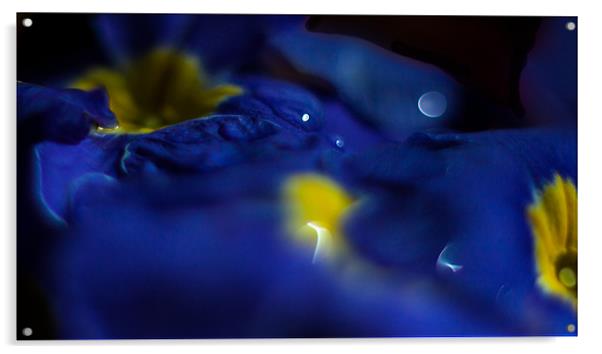 Blue Primula Bokeh Acrylic by Nigel Jones