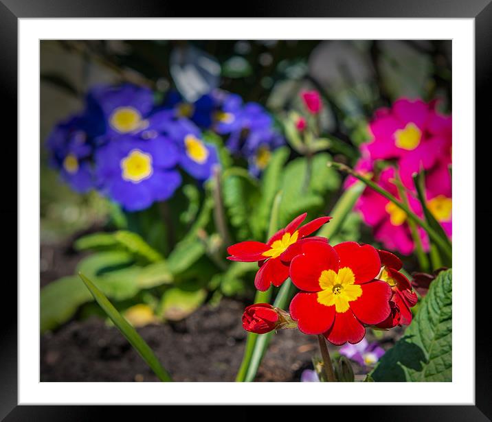 Red & Yellow Burst into the Sunshine Framed Mounted Print by Ian Johnston  LRPS