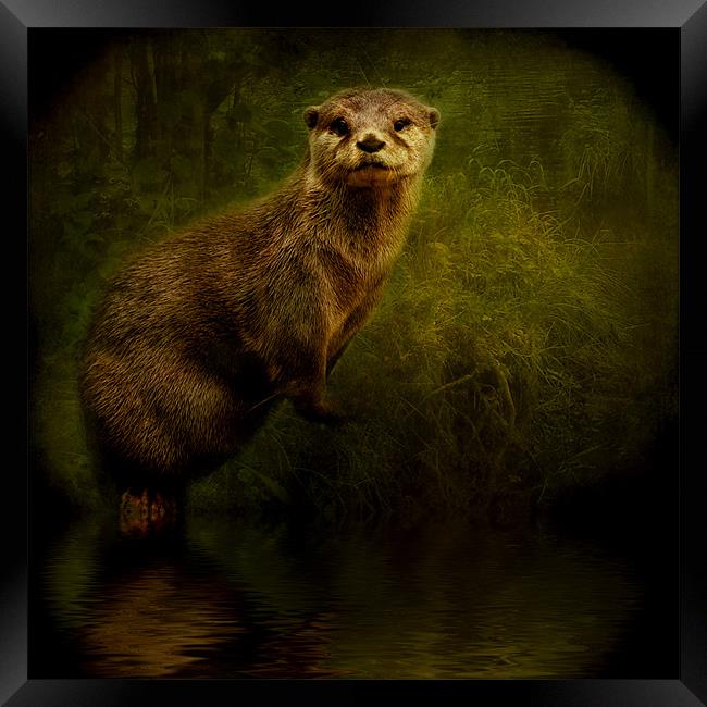Otter Watch Framed Print by Debra Kelday