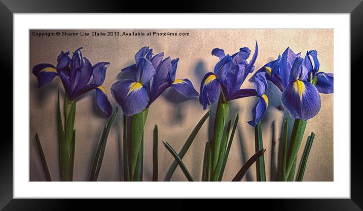 Vintage Irises Framed Mounted Print by Sharon Lisa Clarke