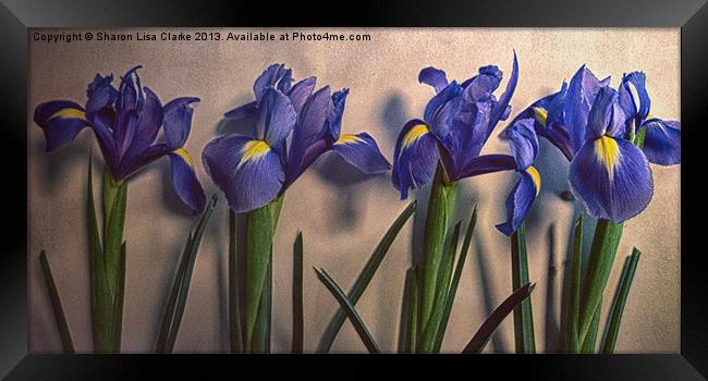 Vintage Irises Framed Print by Sharon Lisa Clarke