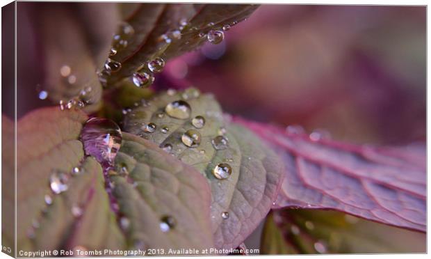 PURPLE DROPLETS Canvas Print by Rob Toombs
