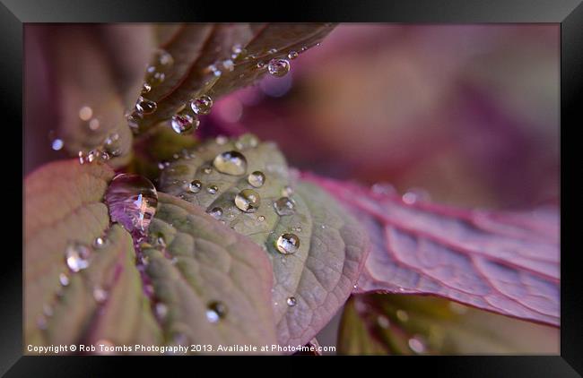 PURPLE DROPLETS Framed Print by Rob Toombs