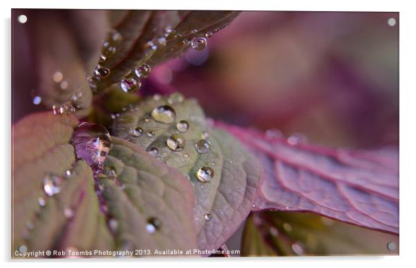 PURPLE DROPLETS Acrylic by Rob Toombs