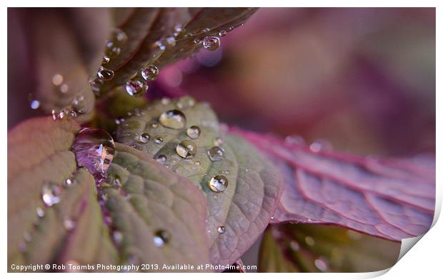PURPLE DROPLETS Print by Rob Toombs