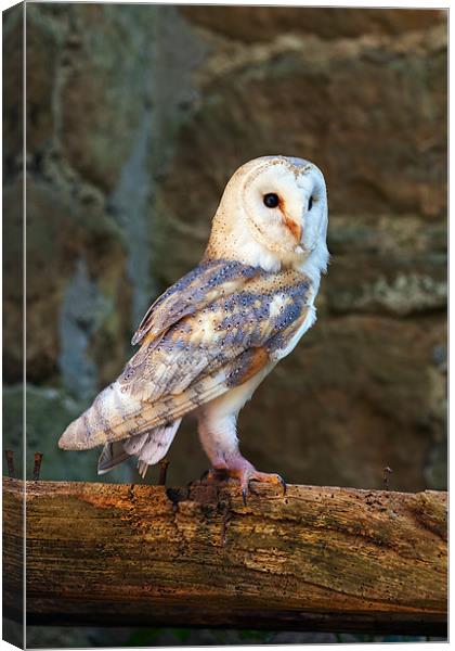 Barn owl in the right place Canvas Print by Ian Duffield