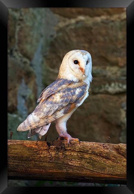 Barn owl in the right place Framed Print by Ian Duffield