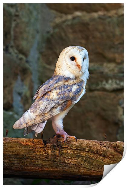 Barn owl in the right place Print by Ian Duffield