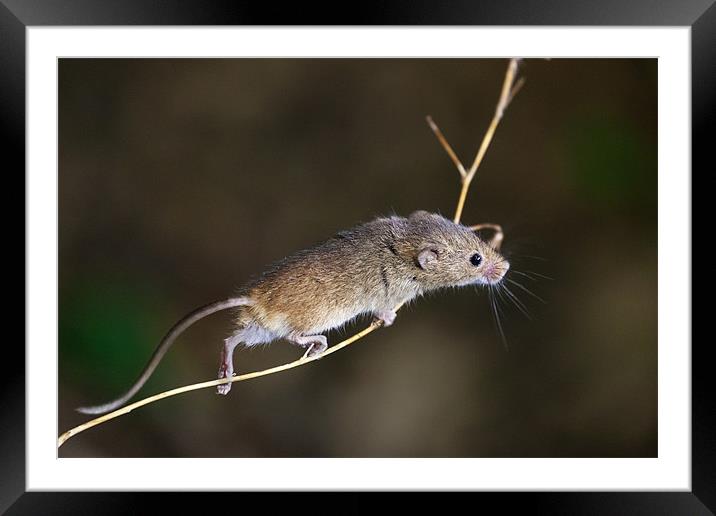 Harvest Mouse Highwire Act Framed Mounted Print by Ian Duffield