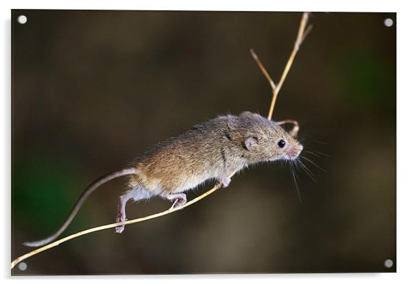 Harvest Mouse highwire act Acrylic by Ian Duffield